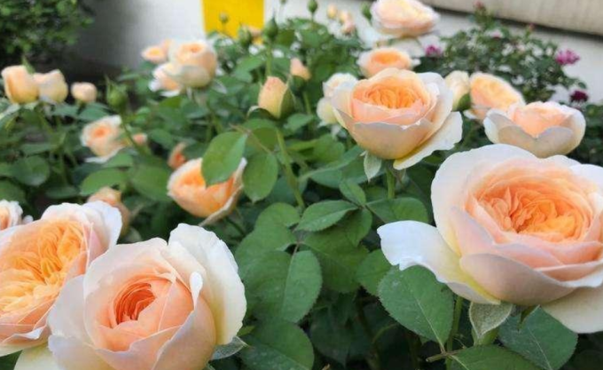 鲜花