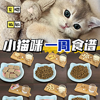 小猫咪一周食谱大公开｜新手养猫