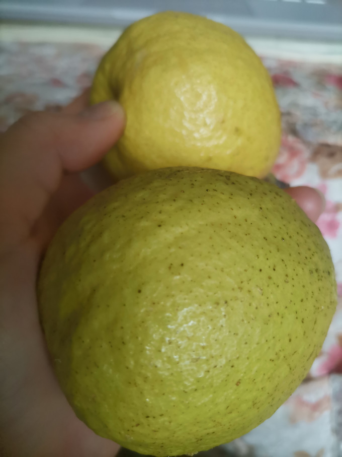 浩瀚蓝海其他水果