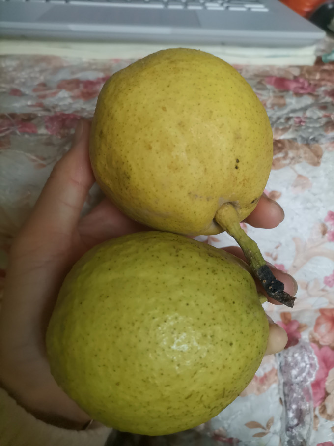 浩瀚蓝海其他水果