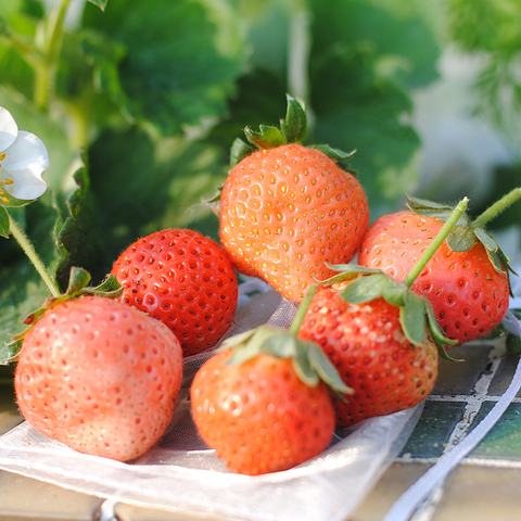 🍓草莓🍓自由？好难，估计要100棵！看我种的天台草莓，觉得如何？