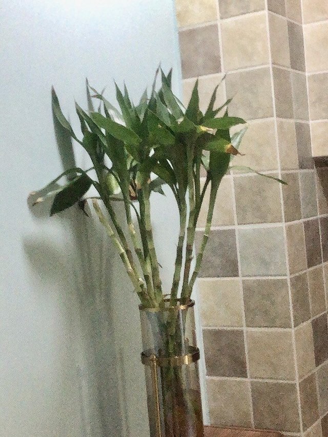富贵竹水培，植物水养开运竹子盆栽🪴