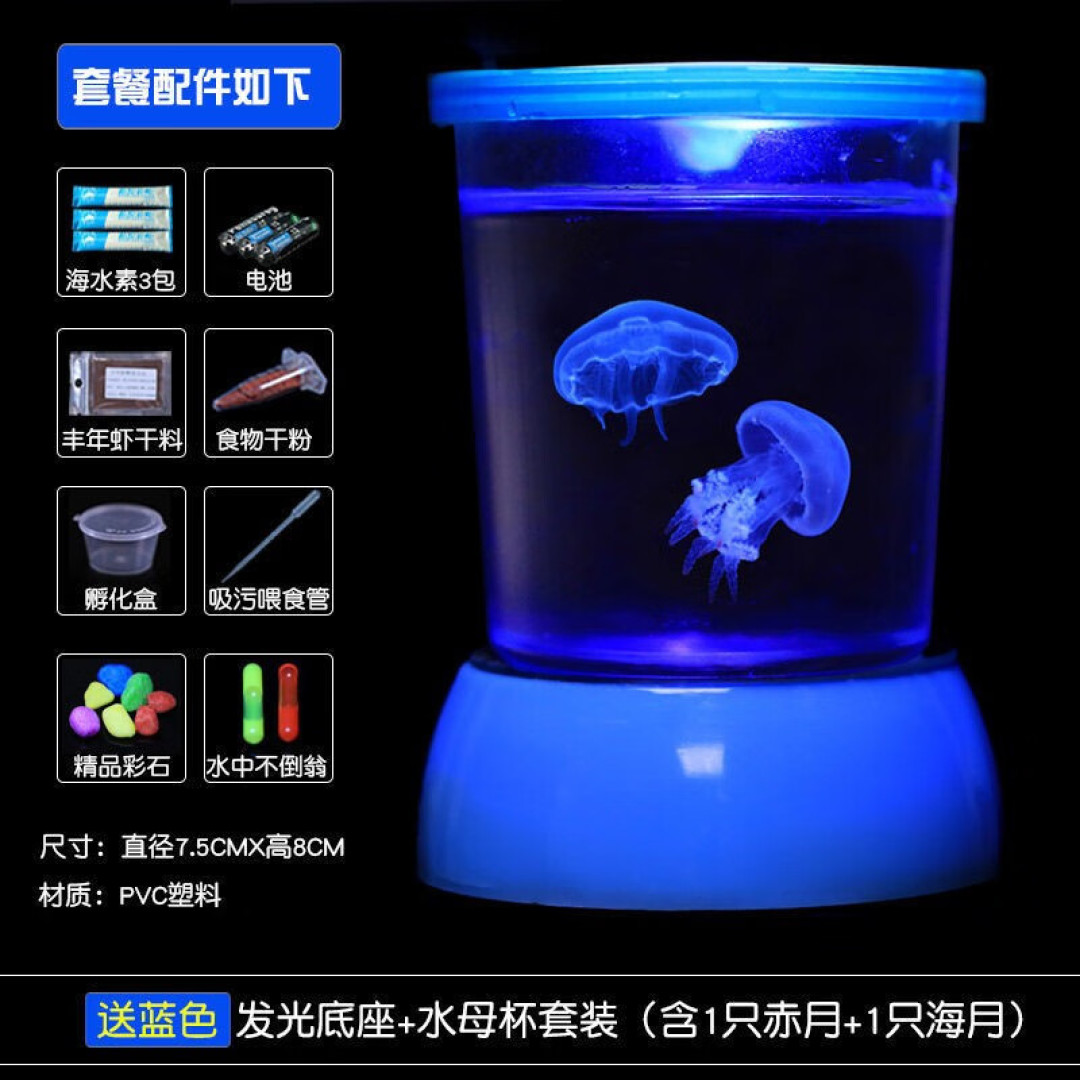 月亮水母不会养?照着做,其实也不是很难