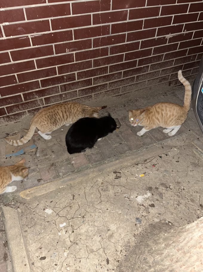 肯特仕猫零食