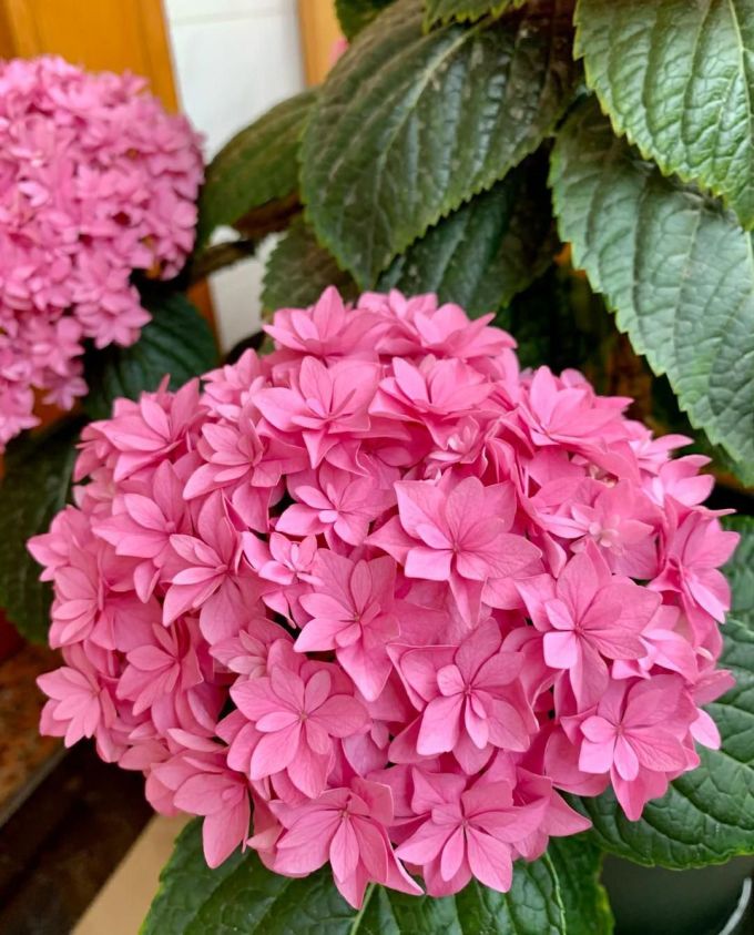 虹越鲜花