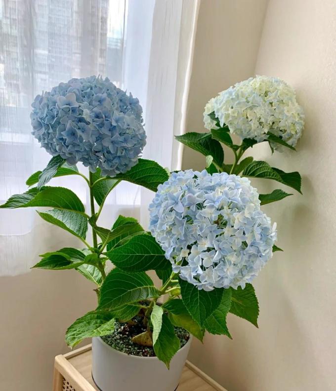 虹越鲜花