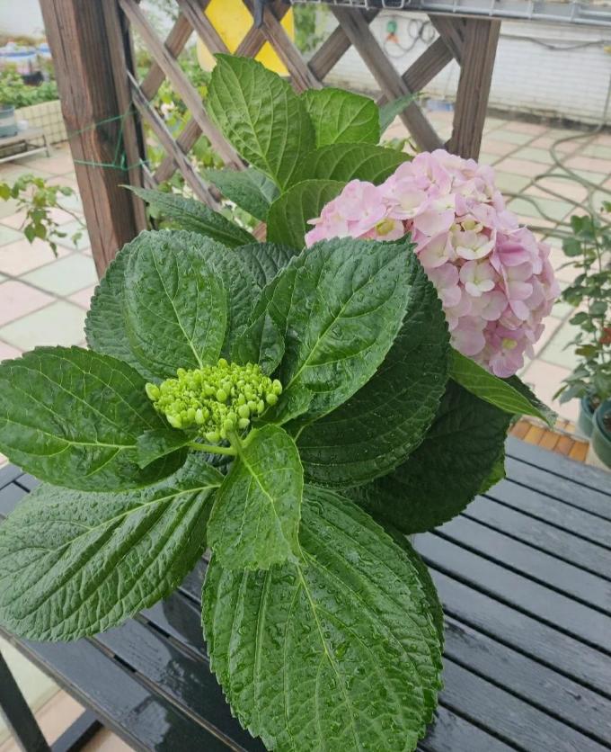虹越鲜花
