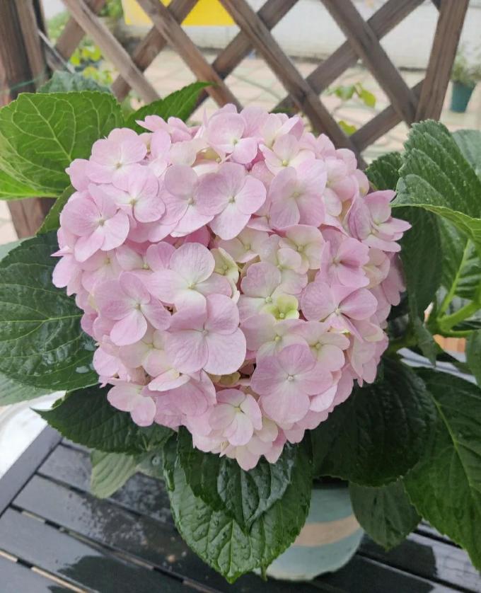 虹越鲜花