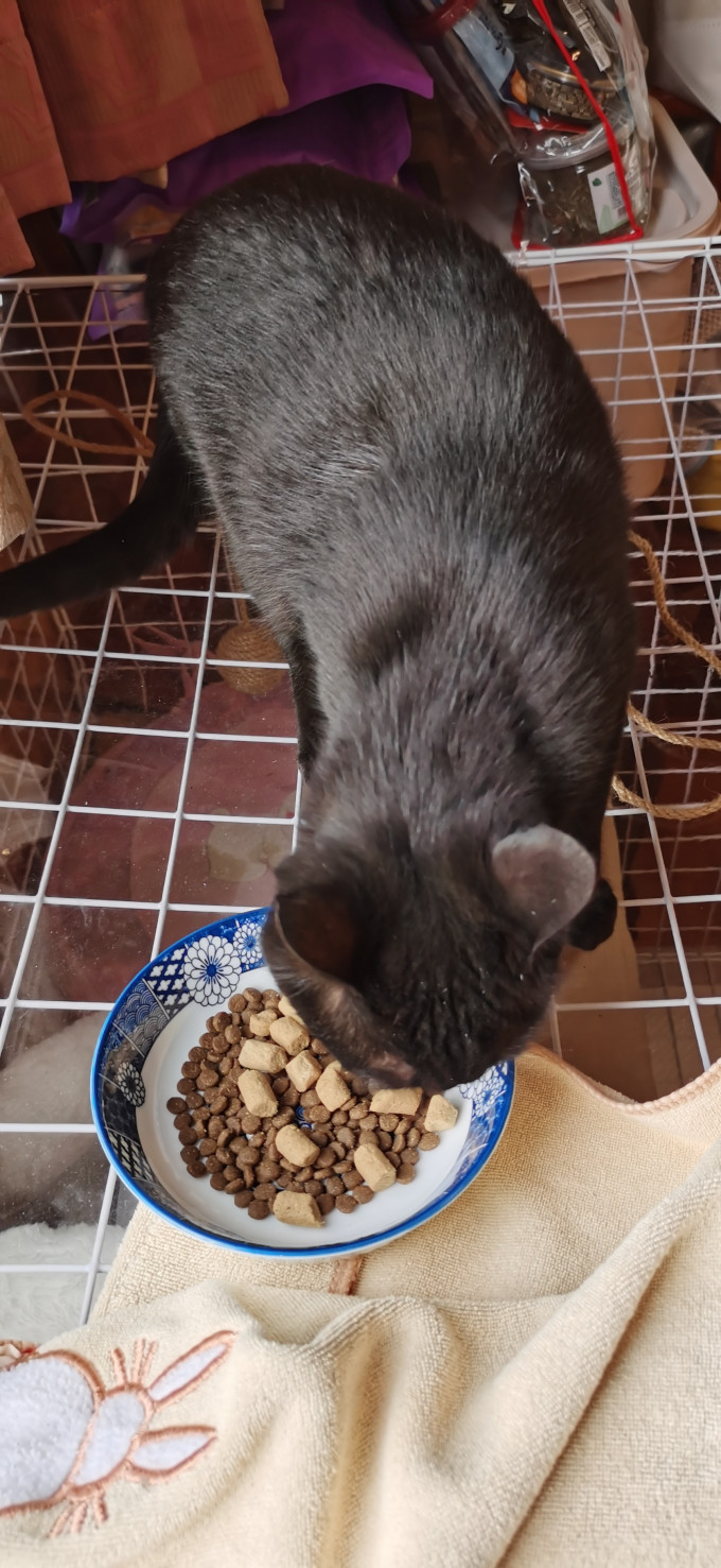 猫粮