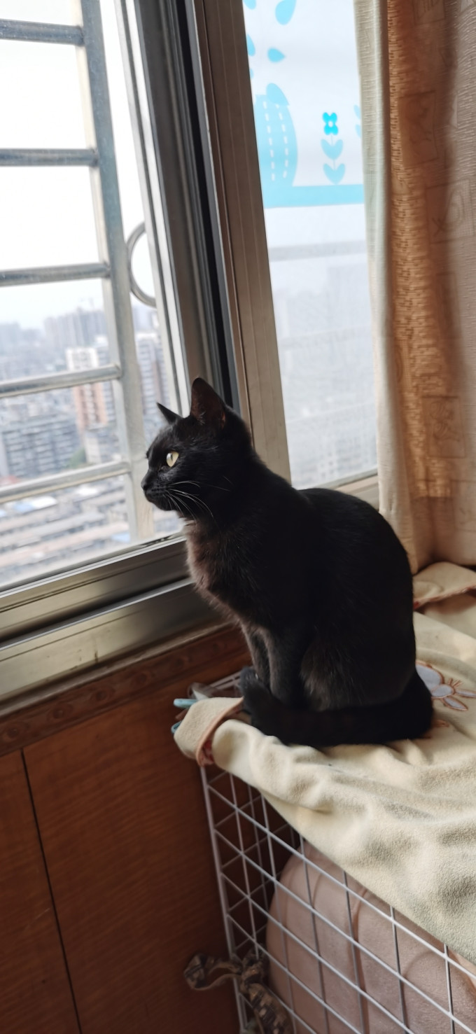 猫粮