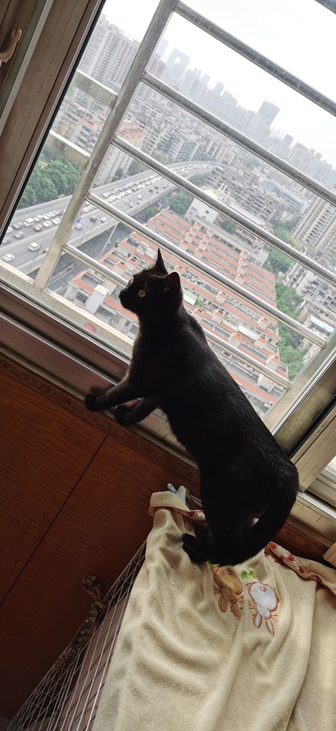猫粮