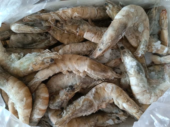 大黄鲜森虾类