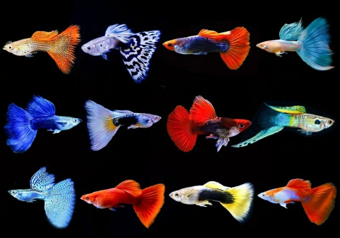 派乐特水族设备