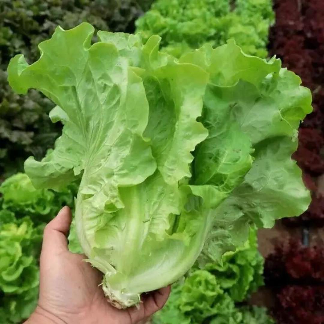 老公做的水煮肉片，真的是非常好吃