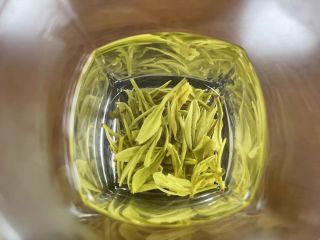 2023年新茶推荐，安吉白茶好性价比口粮茶