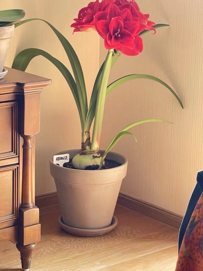 花盆