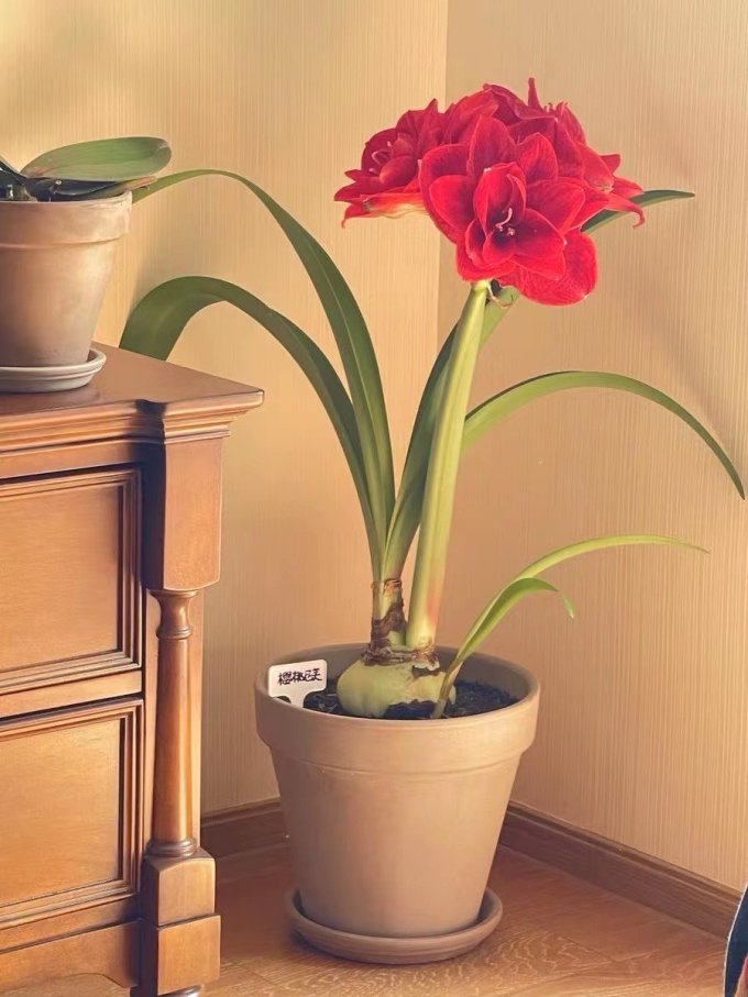花盆