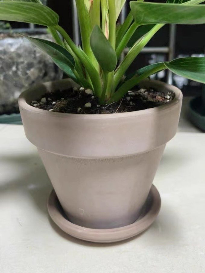 花盆