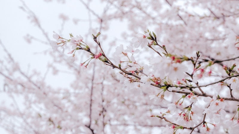 一春三度，寻樱而现！盘点樱花元素点缀的出彩单品，带你捕捉一整个春天～