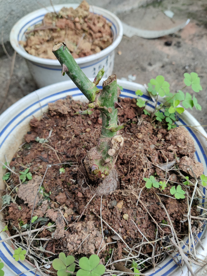 鲜花绿植