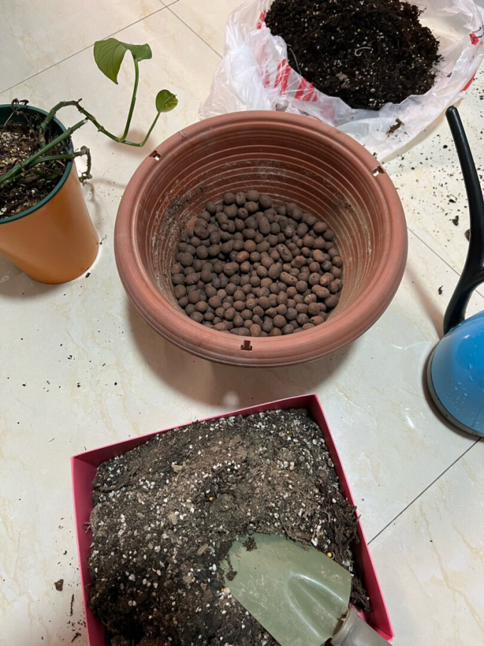 绿族鲜花绿植