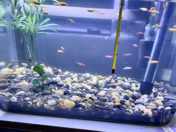 养鱼预算100以下，哄小孩（我自己）很好。