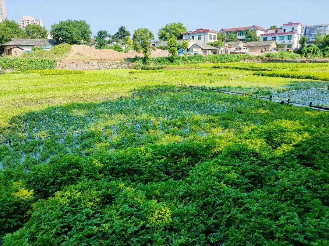 水芹生长地 ©图源网络 水芹生长地 ©图源网络