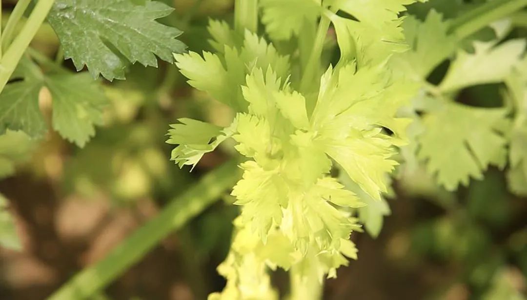 桂河芹菜 ©图源网络 桂河芹菜 ©图源网络