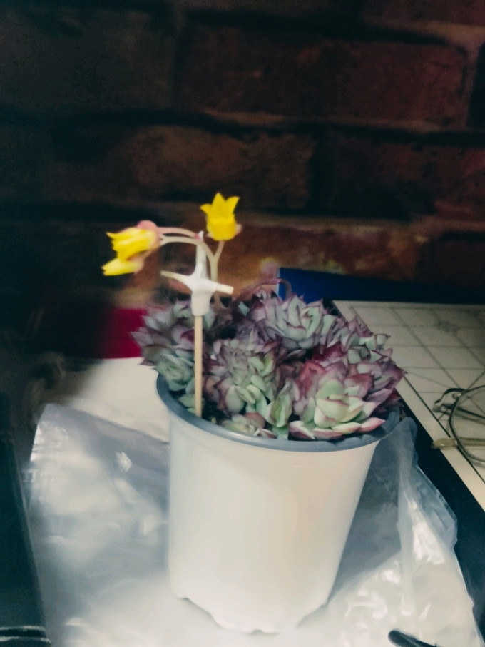鲜花绿植