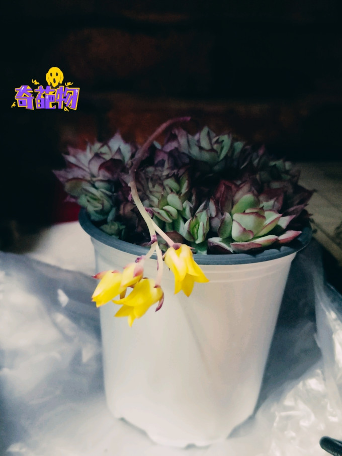鲜花绿植