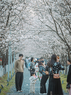 杭州大屋顶樱花开了，周末可以来了