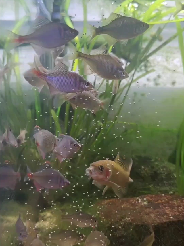 周末小娃喂小鱼