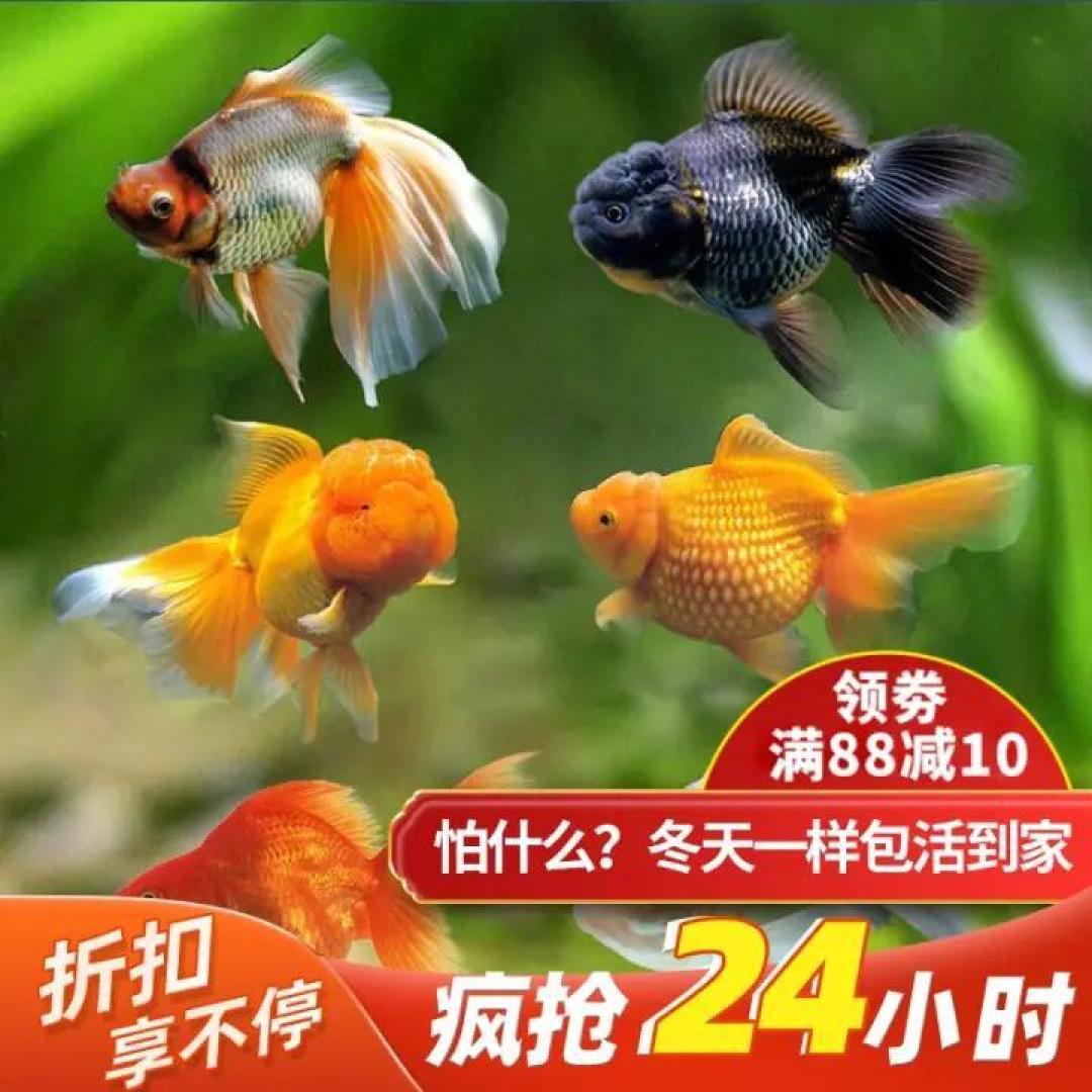 如何把金鱼养好?新手养金鱼要看