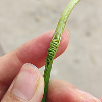 自家种的小蒜苗根本长不大