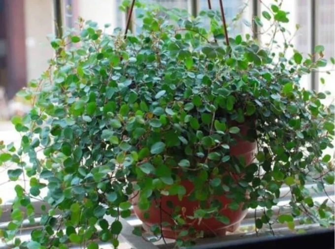 鲜花绿植