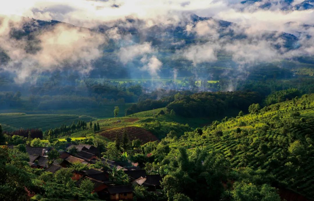 位于中国西南边陲的景迈山古茶园 ©摄图网