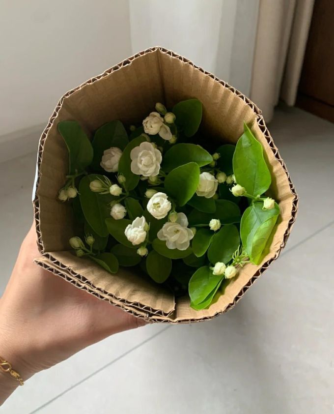鲜花绿植