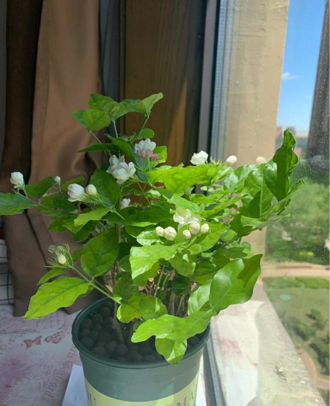 鲜花绿植