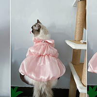 该不该给猫咪穿衣服？可是，穿上衣服的猫咪真的真的超可爱