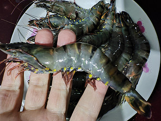 黑虎虾还是特别值得购买的，很好吃的！