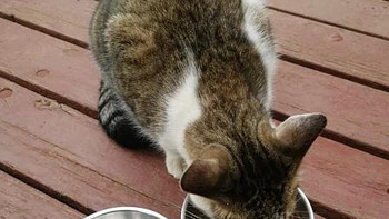 猫粮分享 篇十三：想喂流浪猫但没钱，有什么便宜的猫粮或普通食物推荐吗？