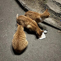 楼下的猫 篇五：听说，我常喂的那只流浪猫不见了，有点难过