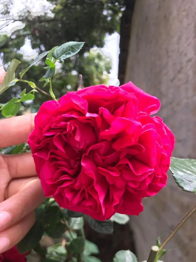 春天适合养红龙