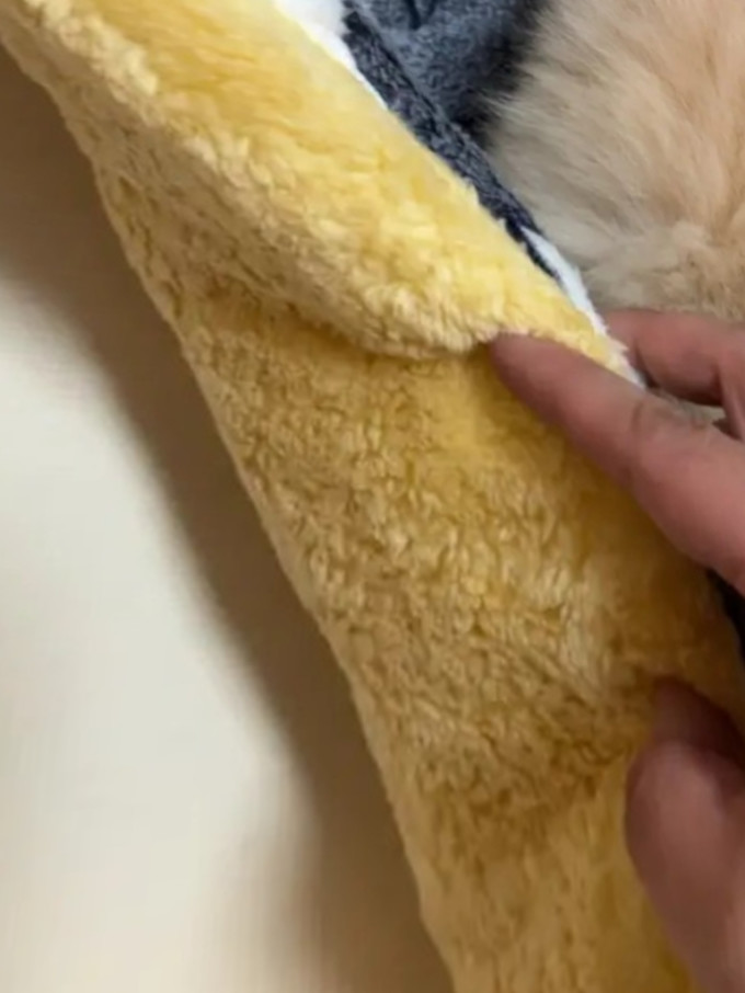 宠哆哆猫狗窝