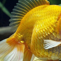 龙的化身，金鱼正种，龙睛金鱼我们该怎么养？