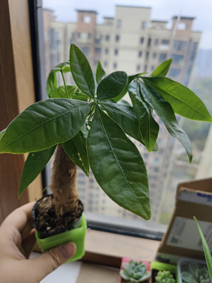 鲜花绿植