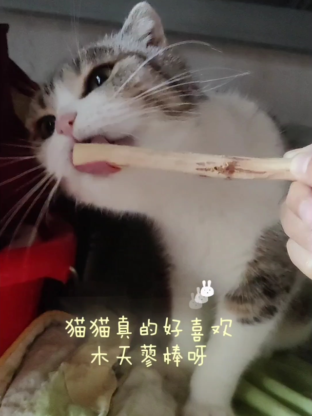 猫猫洁牙磨牙棒 猫咪木天蓼棒