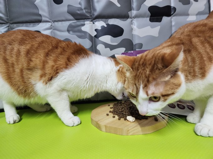 网易严选猫咪干粮