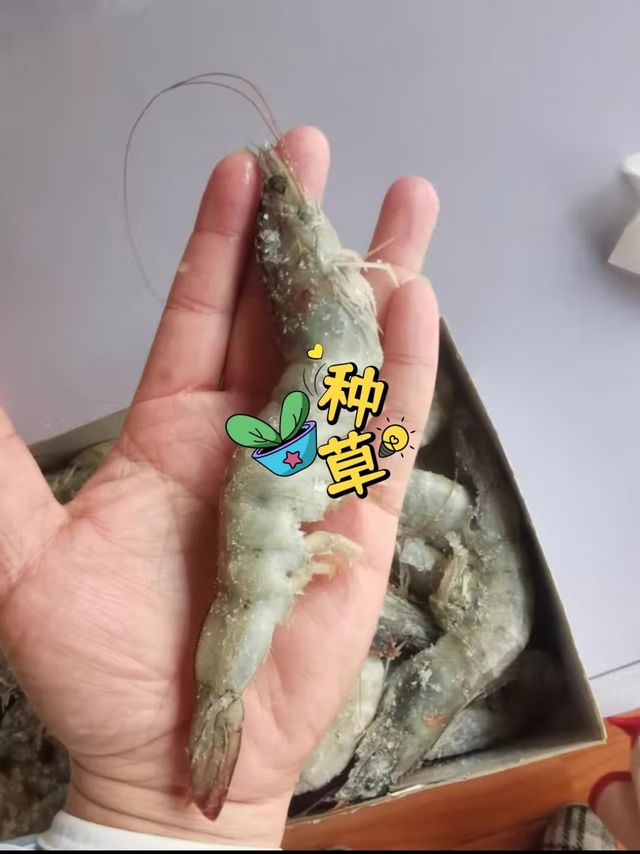 京东京造 中大号 熟冻北极甜虾1kg(非刺身）