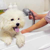 如何给狗狗洗澡？很简单5步曲，你学会了吗？